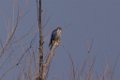 Merlin 2016-02-13_2